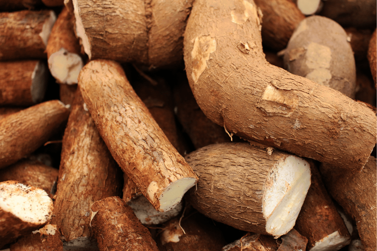 fresh cassava root with ends trimmed