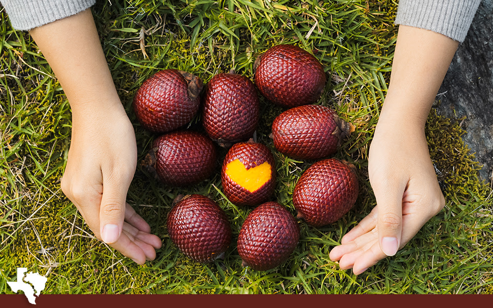 Buriti