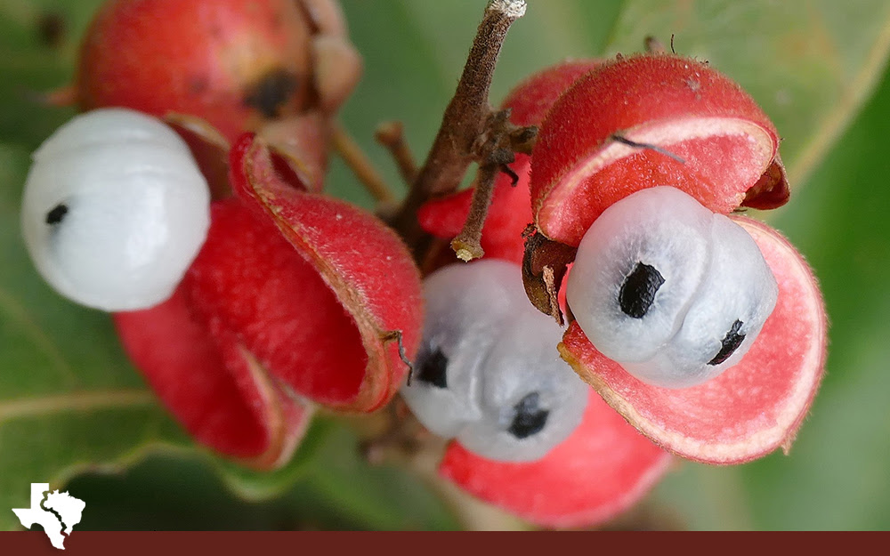 Guarana