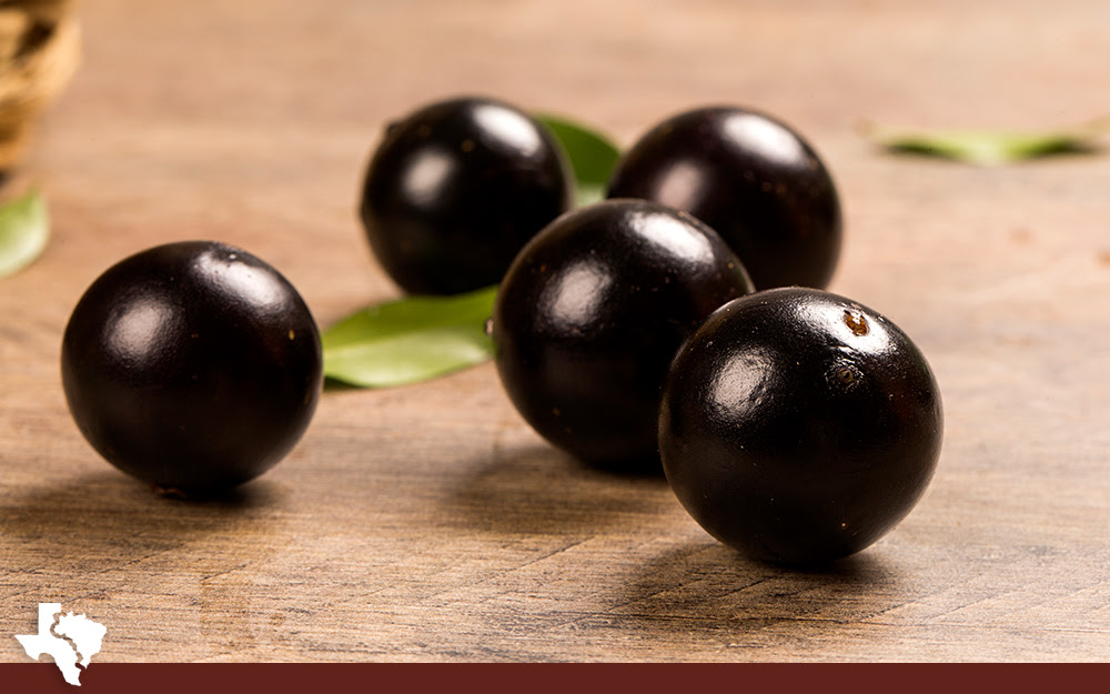 Jabuticaba