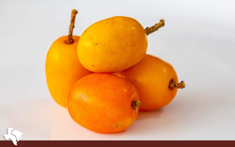 Siriguela