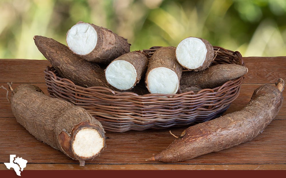 A Look at the History of Cassava
